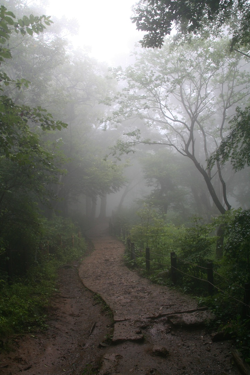 fog forest enchanted forest free photo
