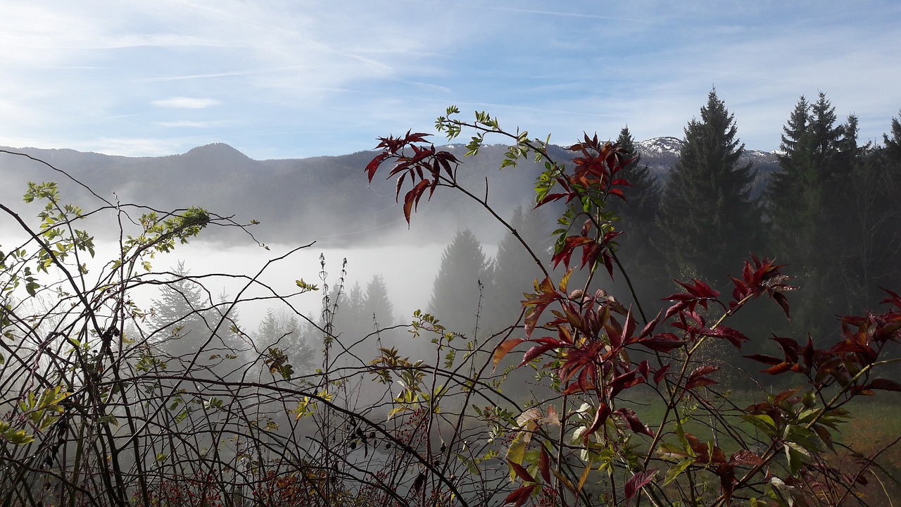 fog autumn landscape free photo