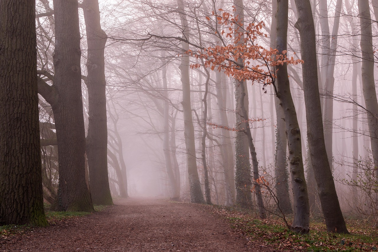 fog forest trees free photo