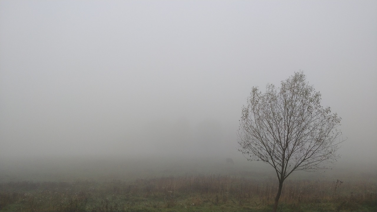 fog autumn tree free photo