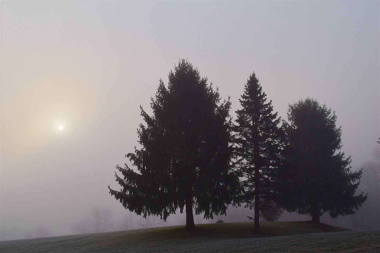 fog trees morning free photo