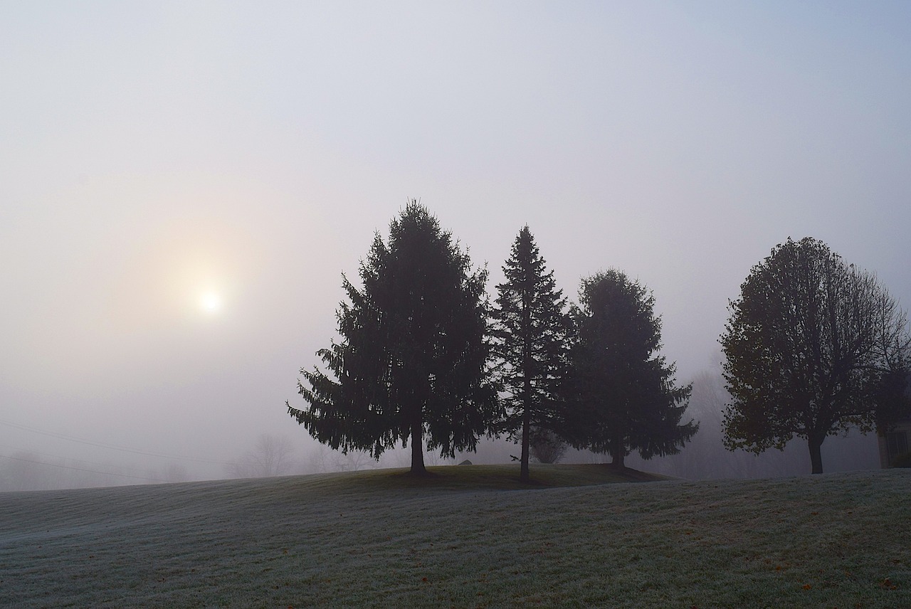 fog trees sun free photo