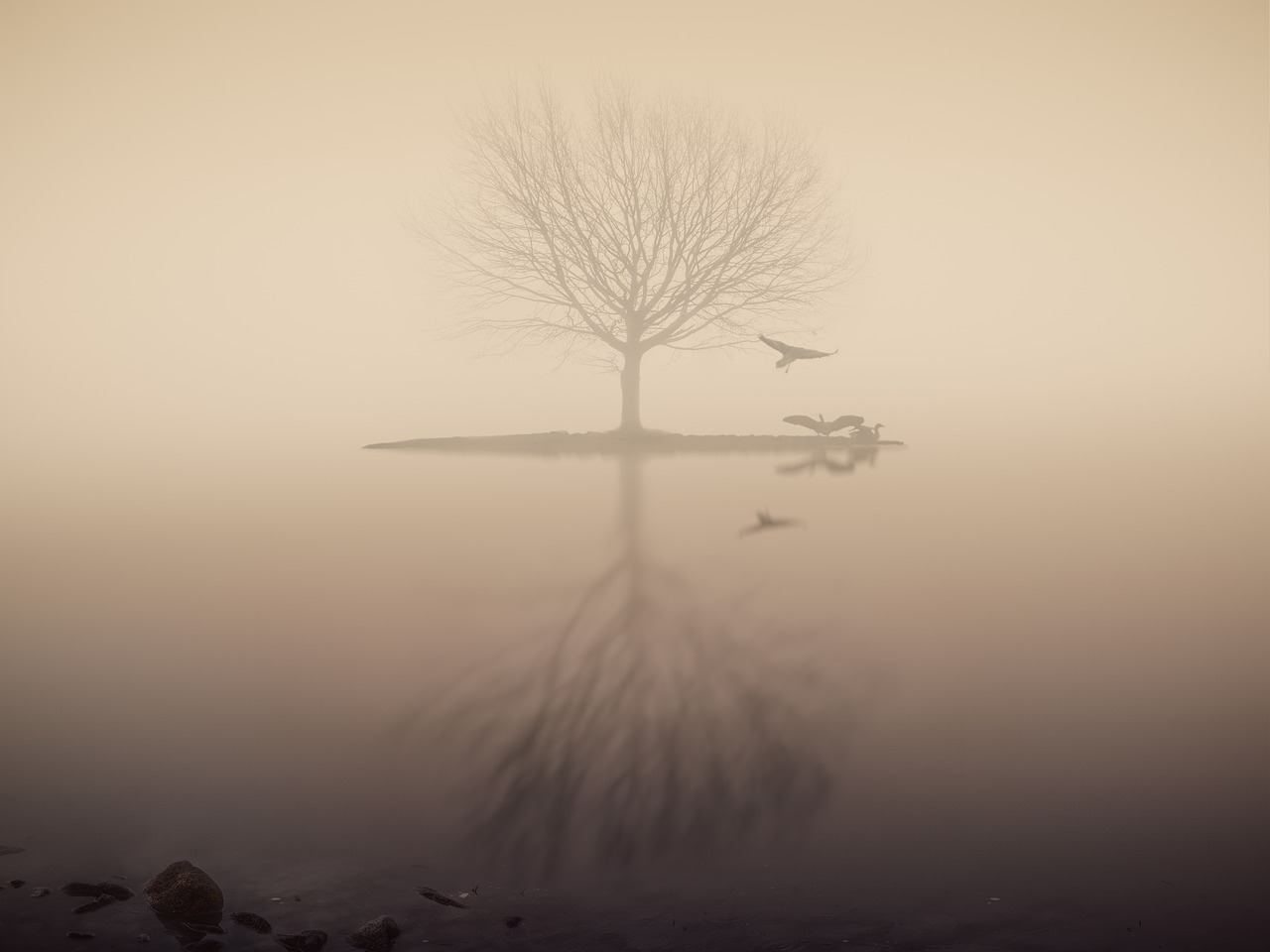 fog lake tree free photo