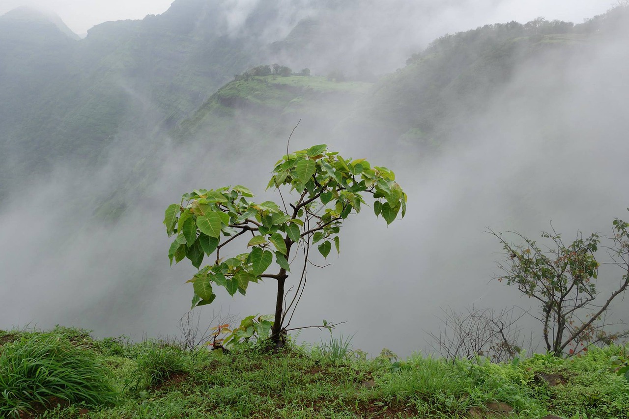 fog nature mist free photo