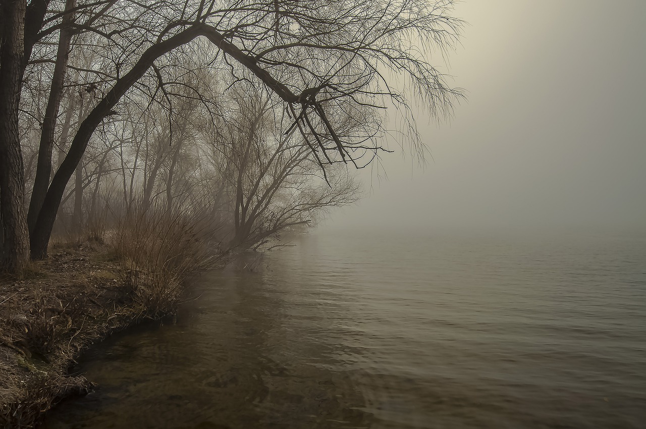 fog tree dawn free photo