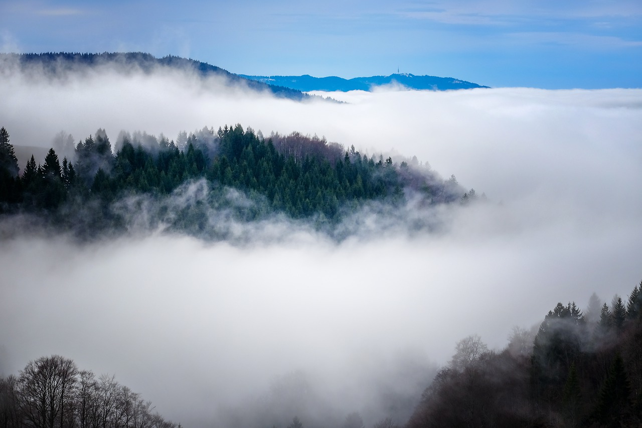 fog rising fog steam free photo