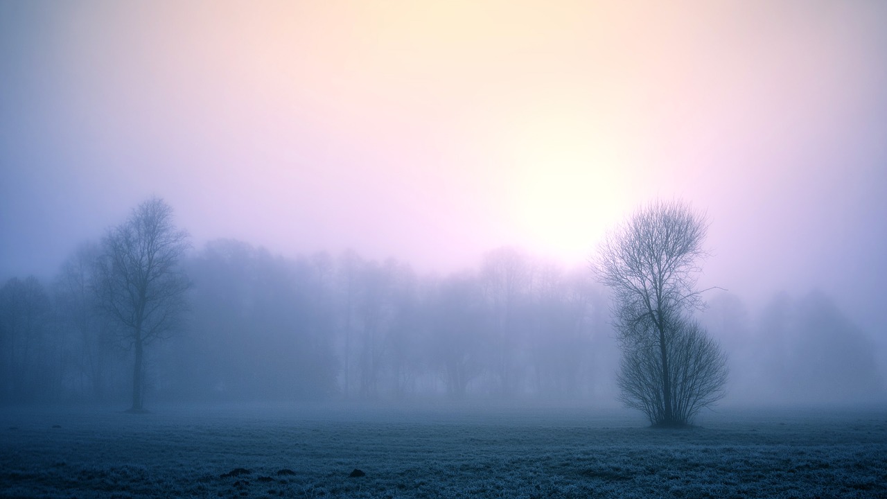 fog nature dawn free photo