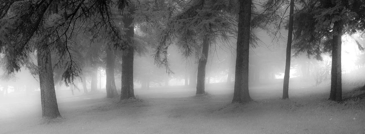 fog nature light free photo