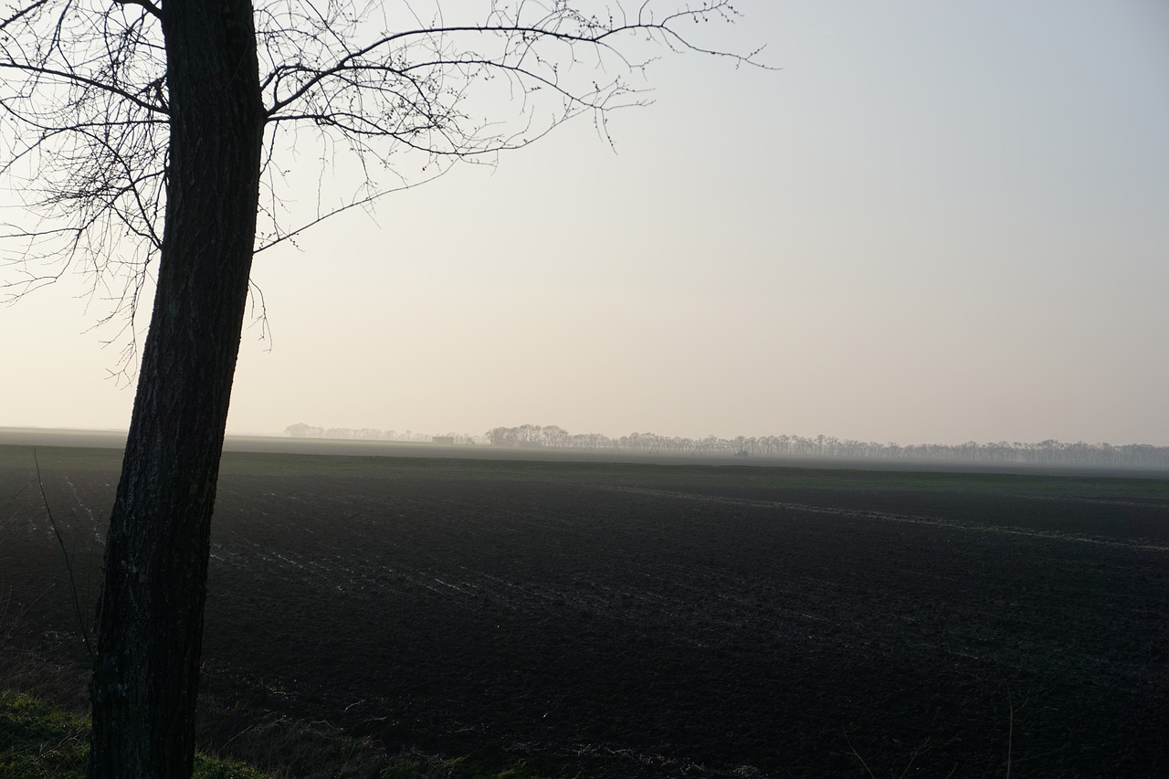 fog tree landscape free photo