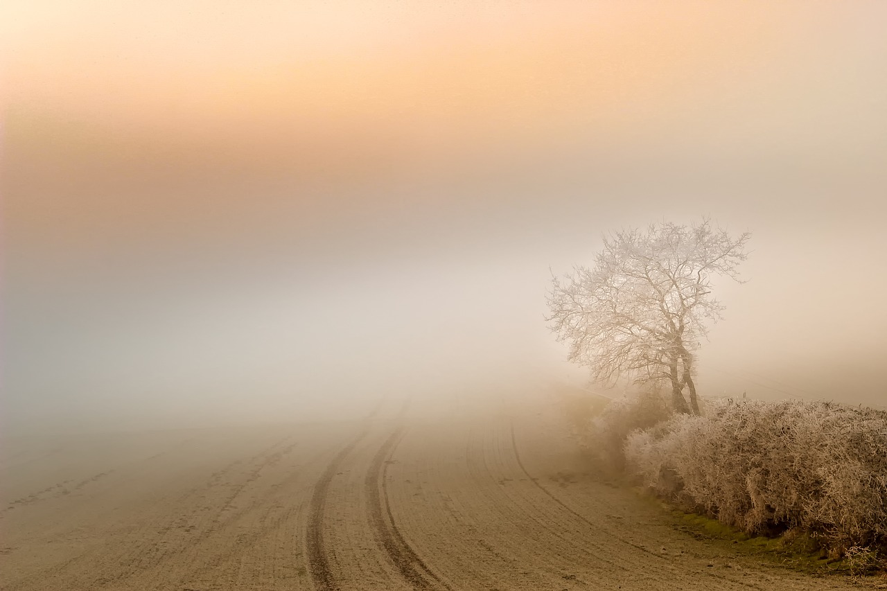 fog dawn landscape free photo