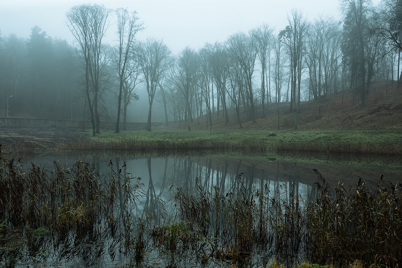 fog  autumn  park free photo