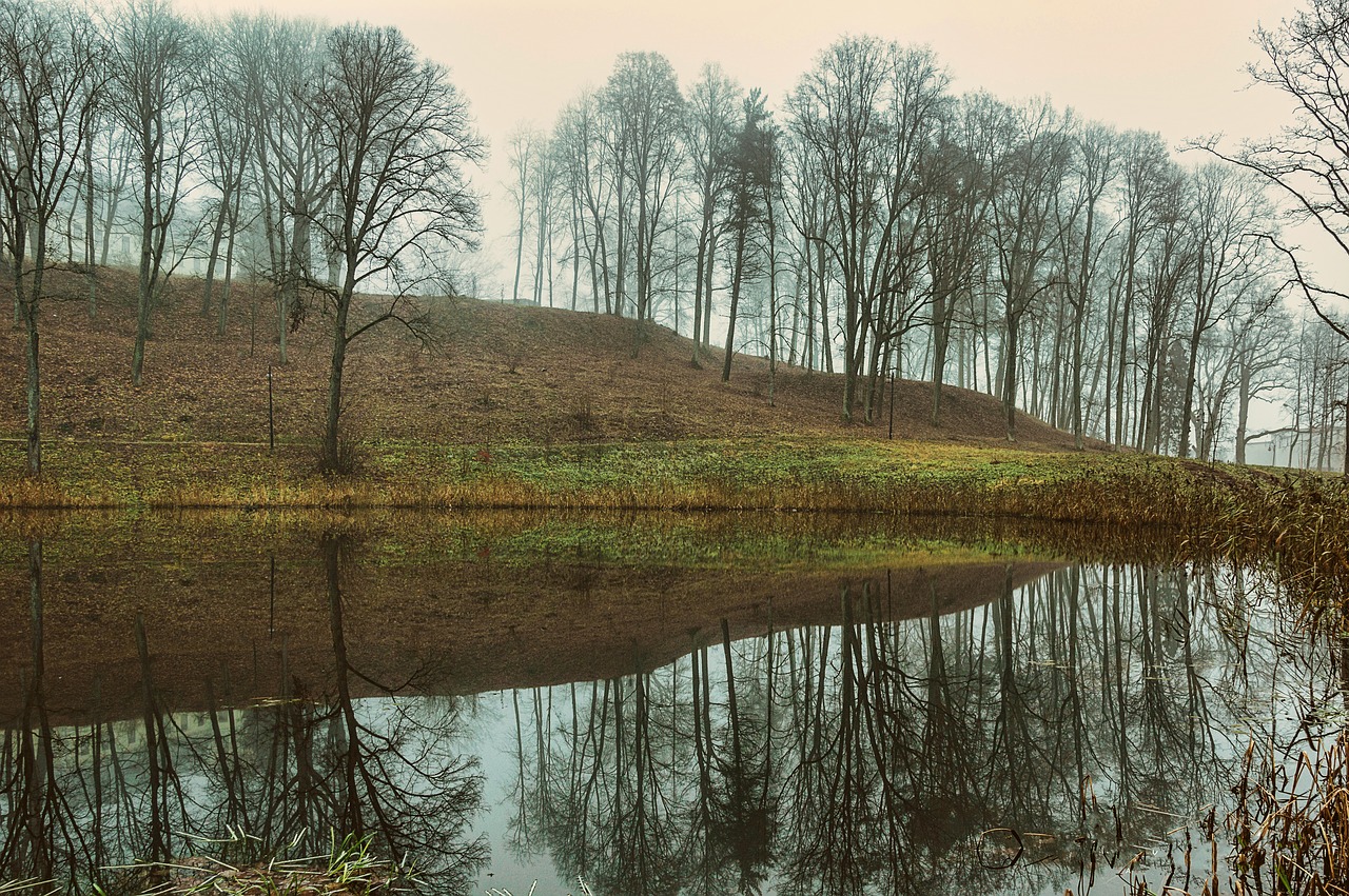 fog  autumn  park free photo