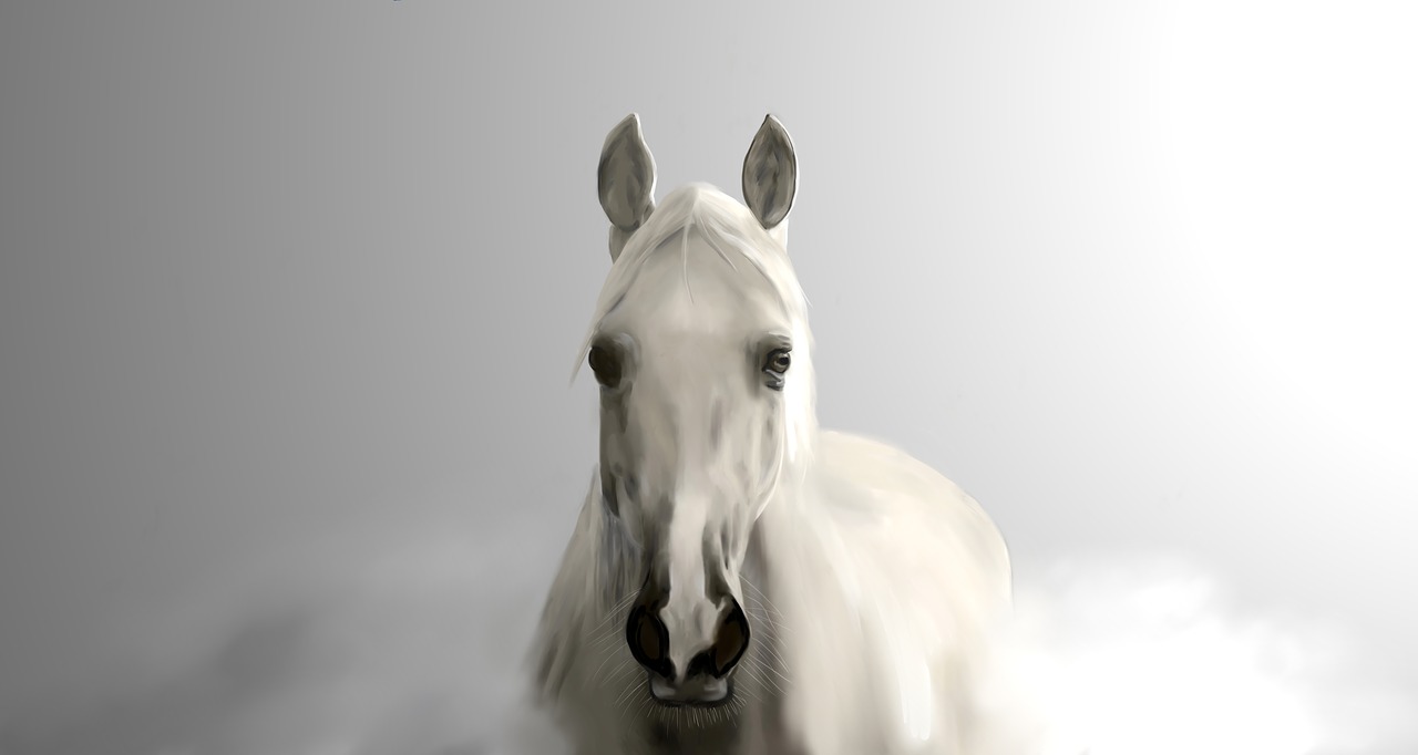 fog  a white horse  dream horse free photo