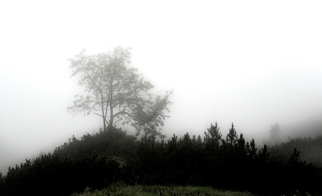 fog mystical forest free photo
