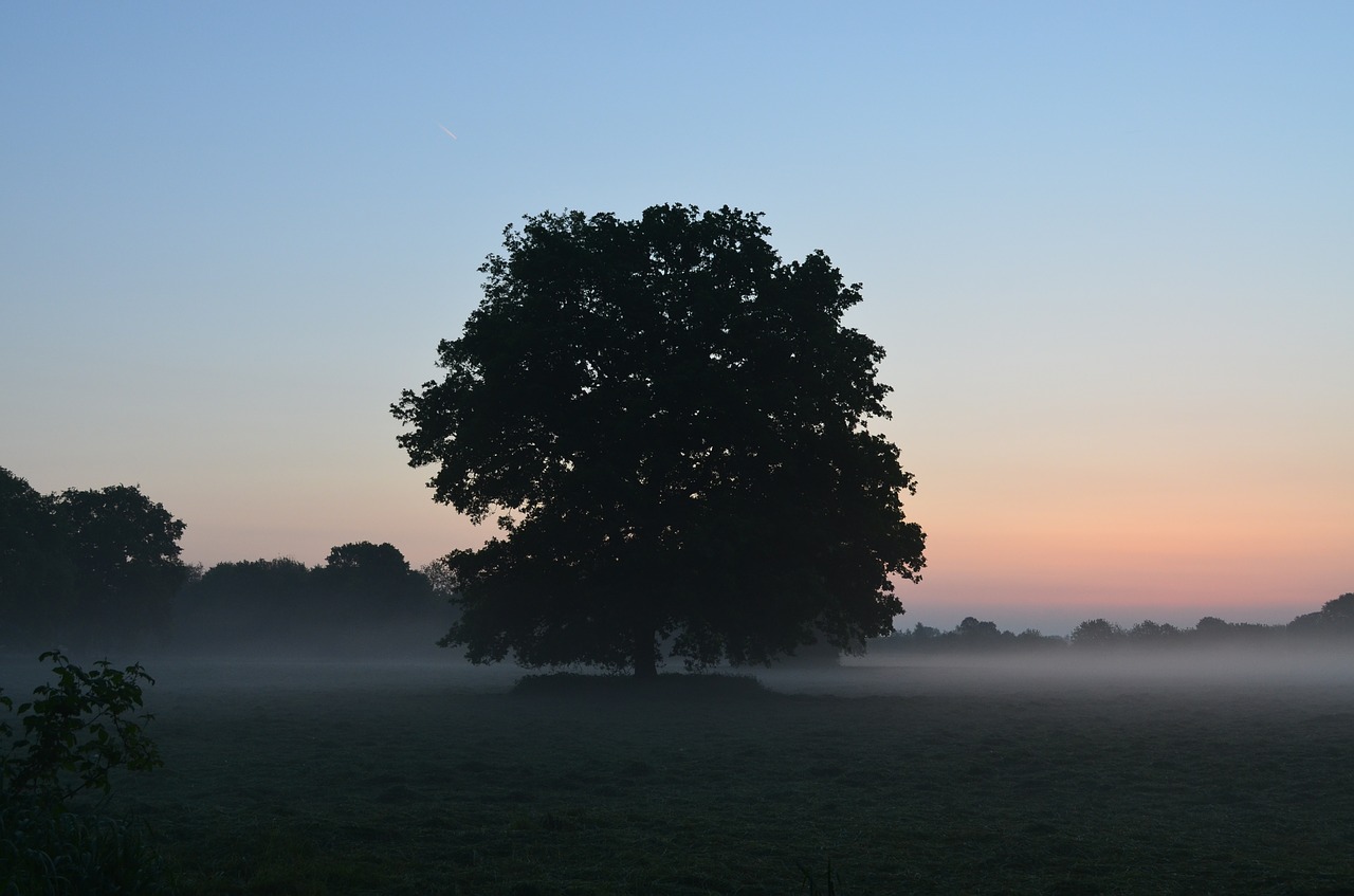 fog morgenstimmung fog bank free photo