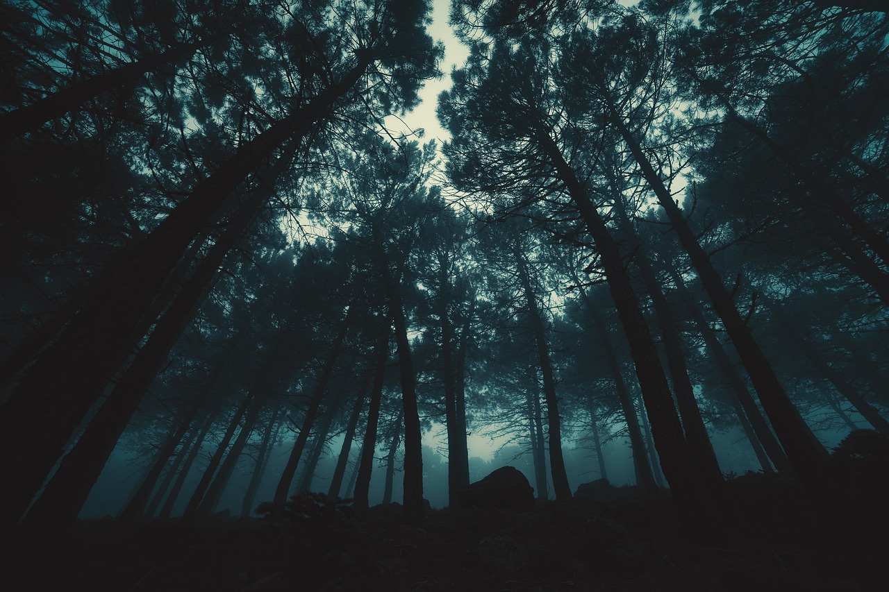 fog  forest  tree free photo