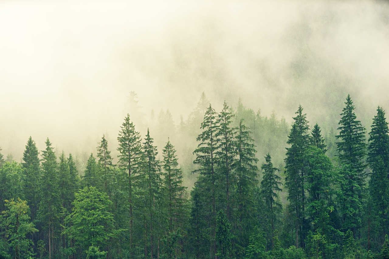 fog  coniferous forest  spruce free photo