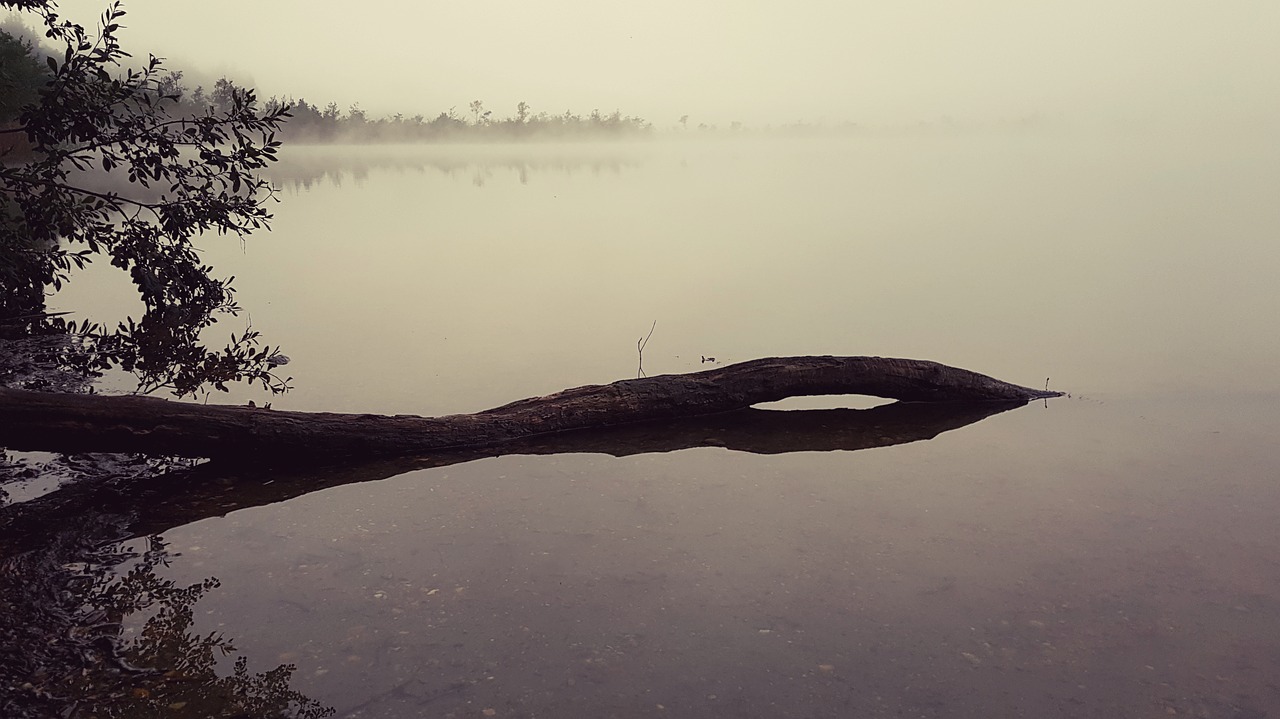 fog  lake  log free photo