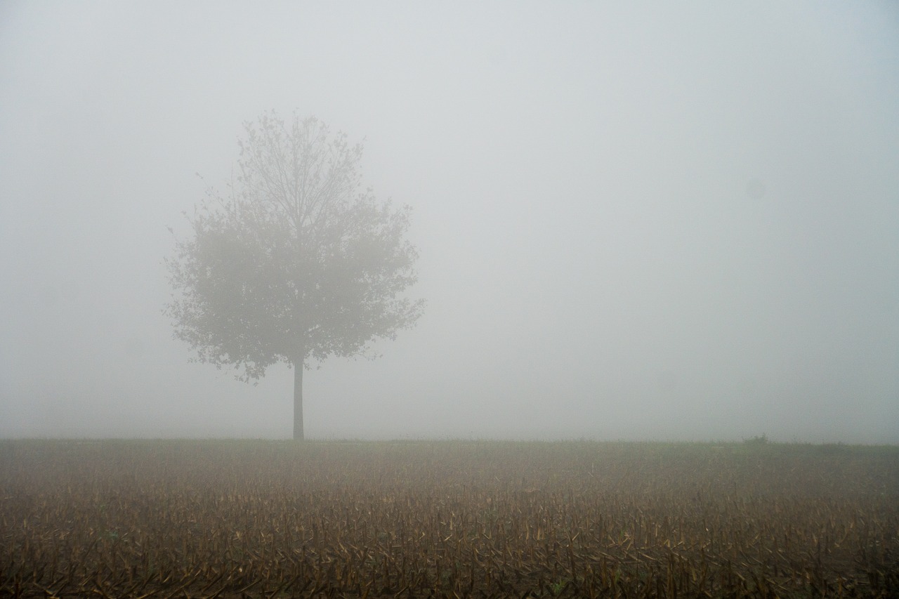 fog  autumn  tree free photo