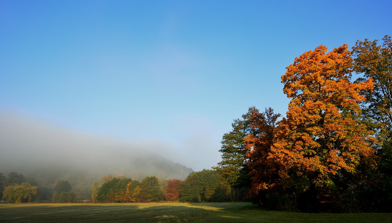 fog  morgenstimmung  sunrise free photo