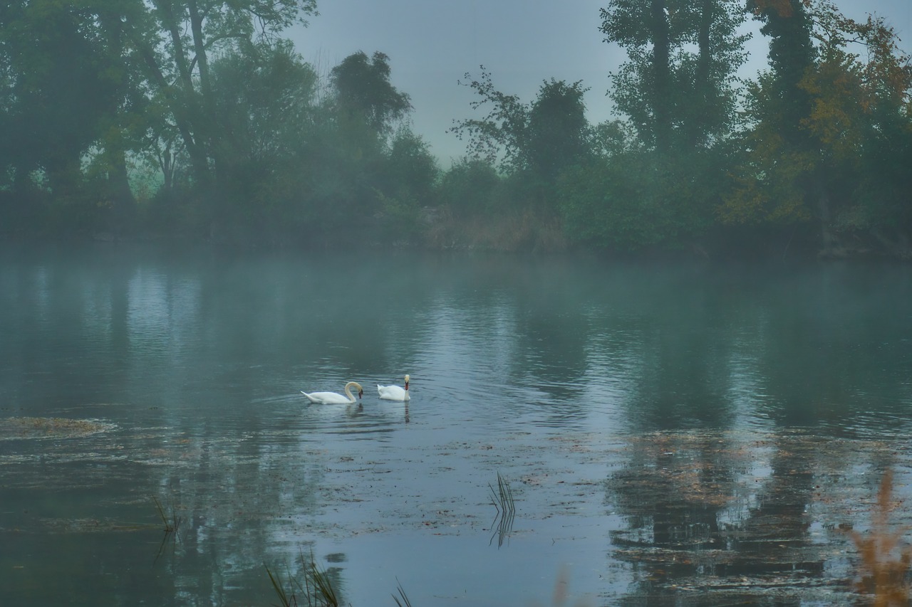 fog  river  swans free photo