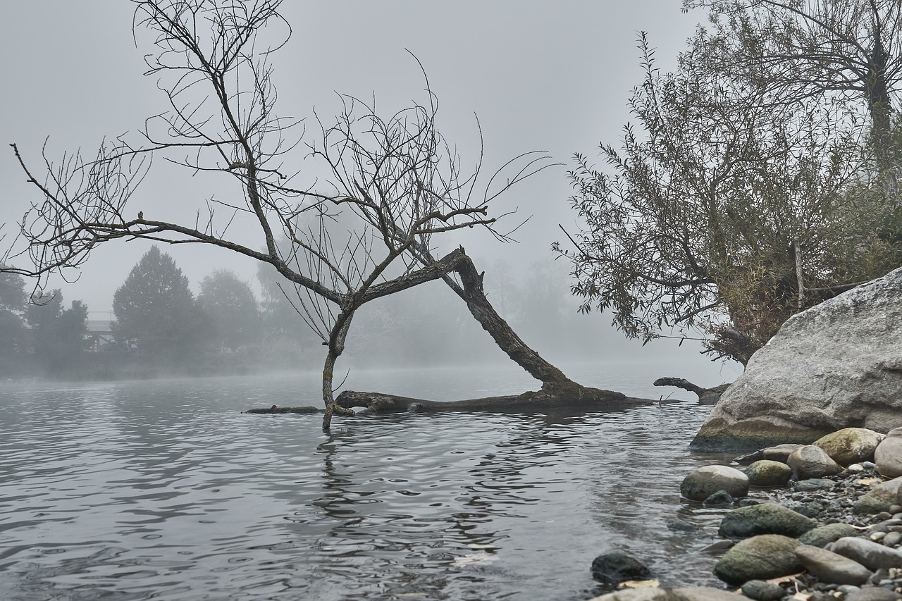 fog  river  dead wood free photo