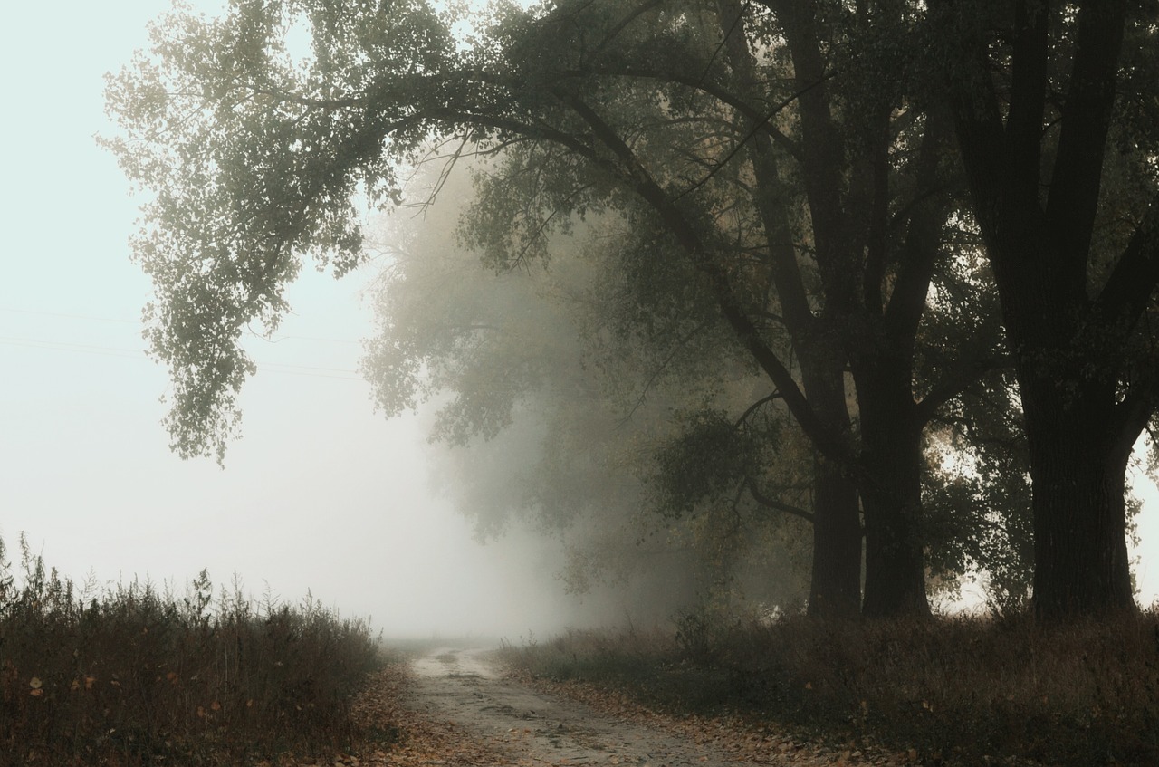 fog  trees  branch free photo