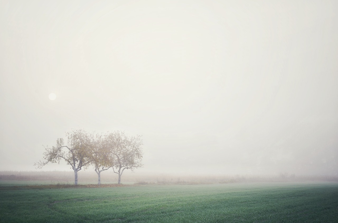 fog  trees  valley free photo