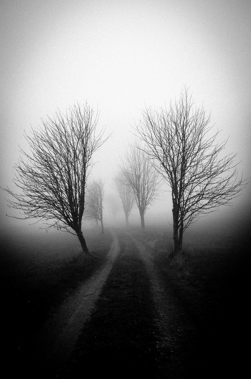 fog  tree  shadow free photo