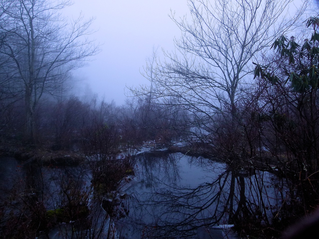 fog  foggy  wetland free photo