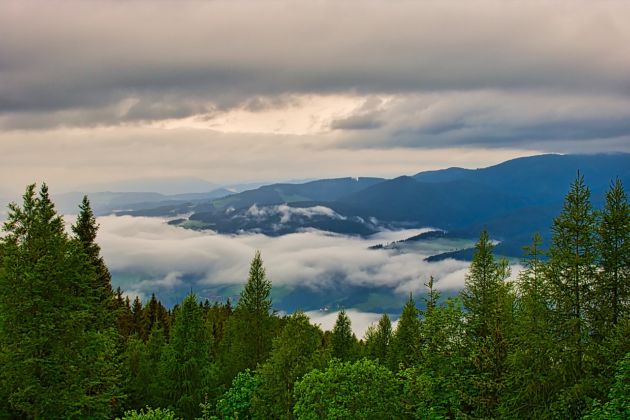 fog  trees  forest free photo