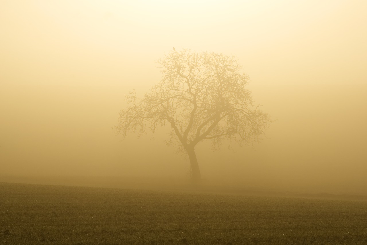 fog  sun  trees free photo