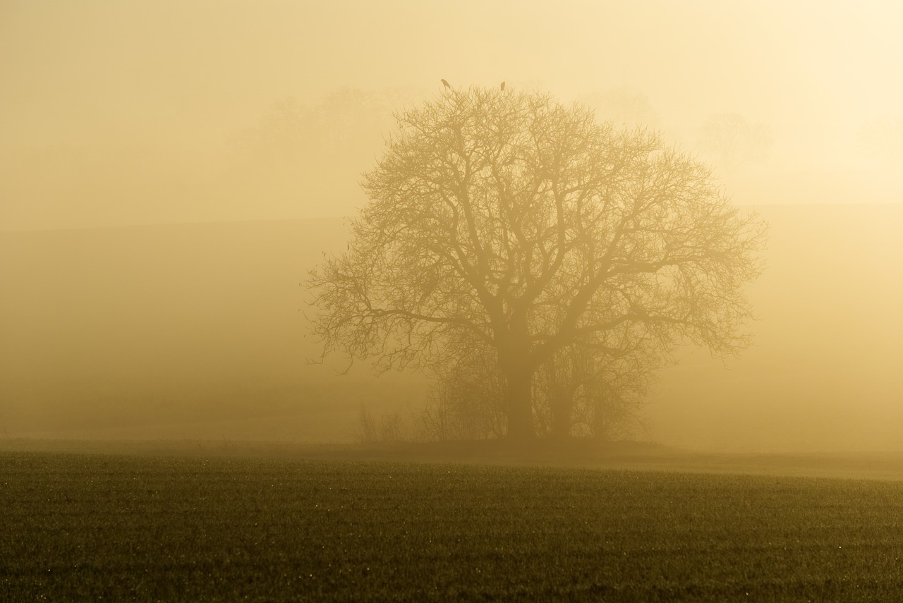 fog  sun  backlighting free photo