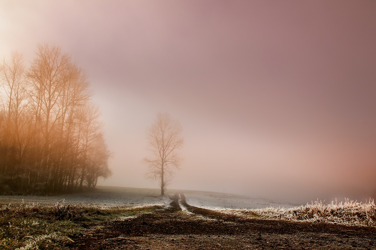 fog  dawn  landscape free photo