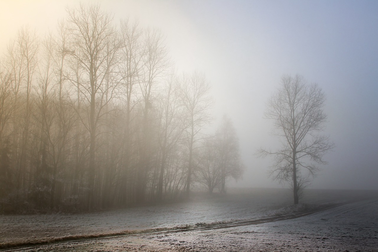 fog  dawn  landscape free photo