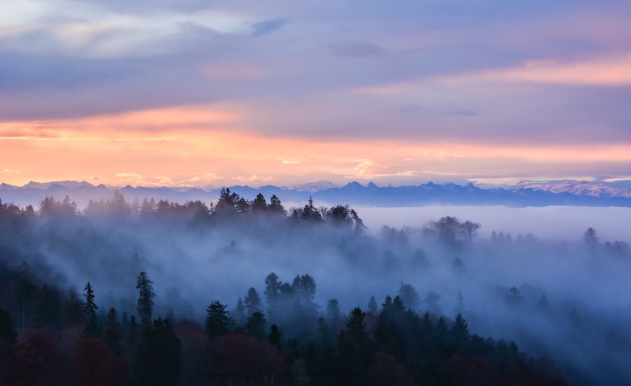 fog  forest  mountains free photo