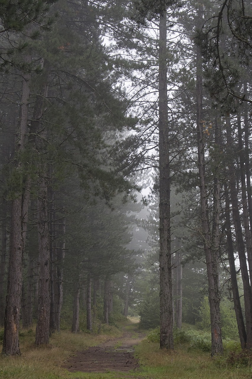 fog  forest  morning free photo