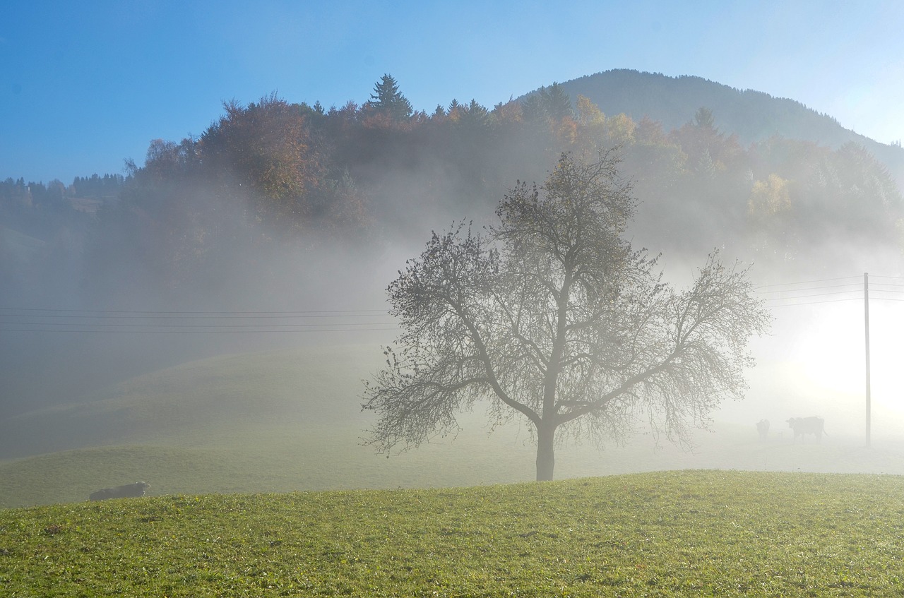 fog  tree  landscape free photo