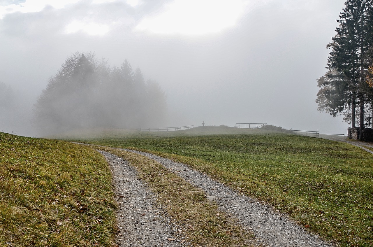 fog  landscape  trees free photo