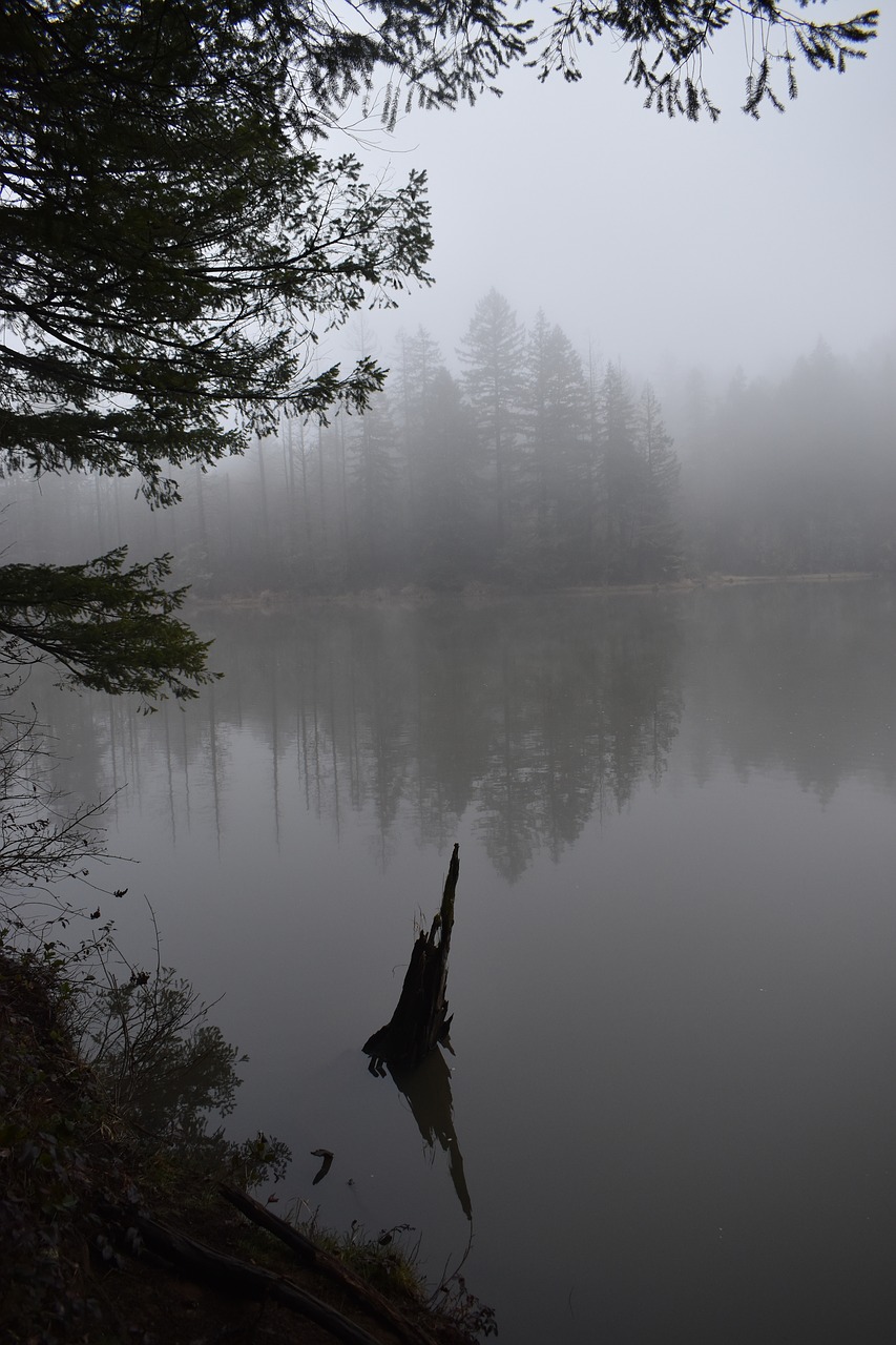 fog  trees  water free photo