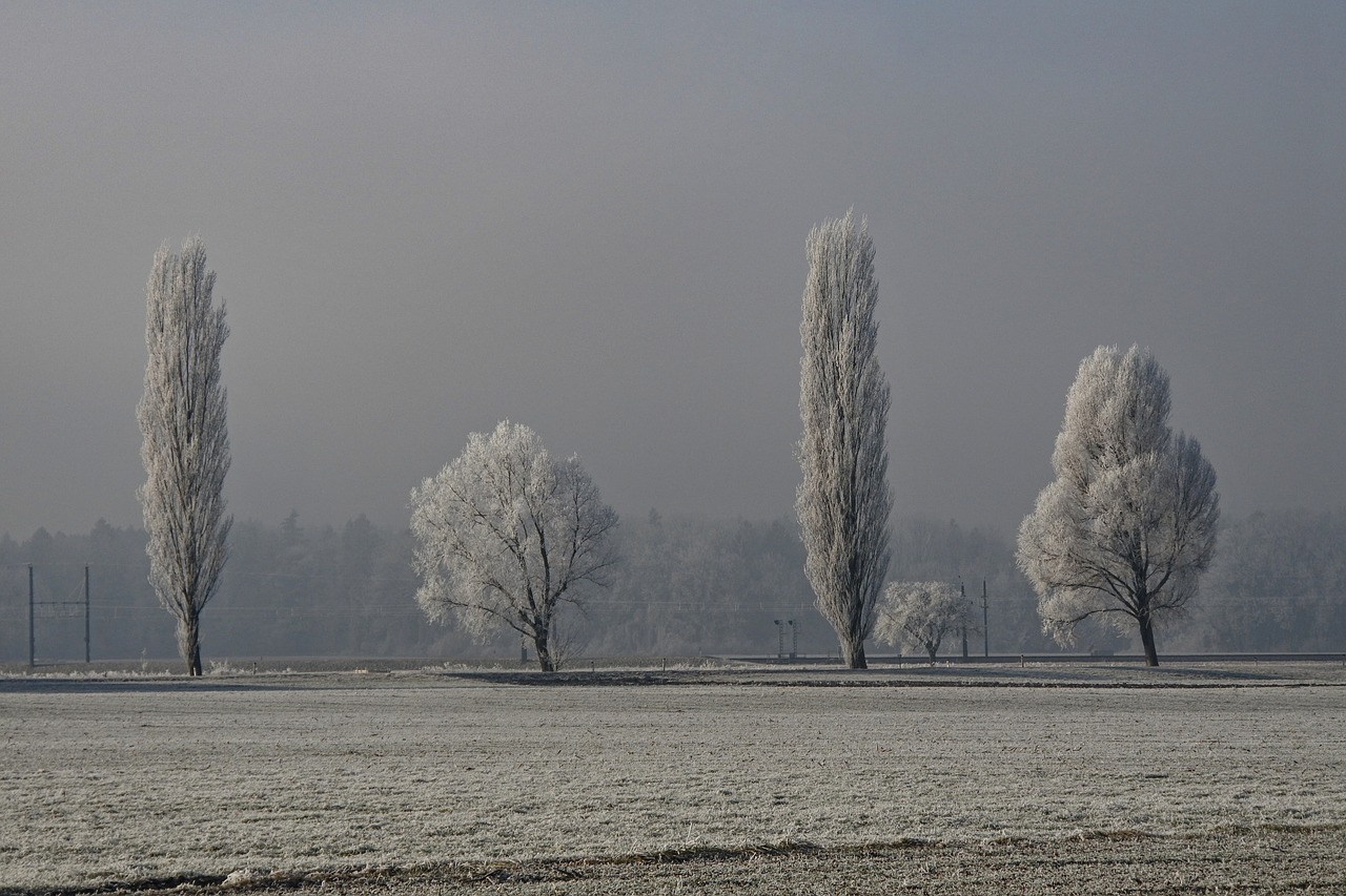 fog  cold  landscape free photo