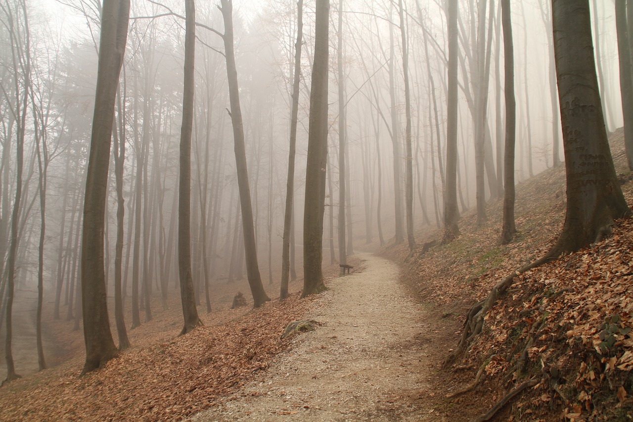 fog  trail  forest free photo