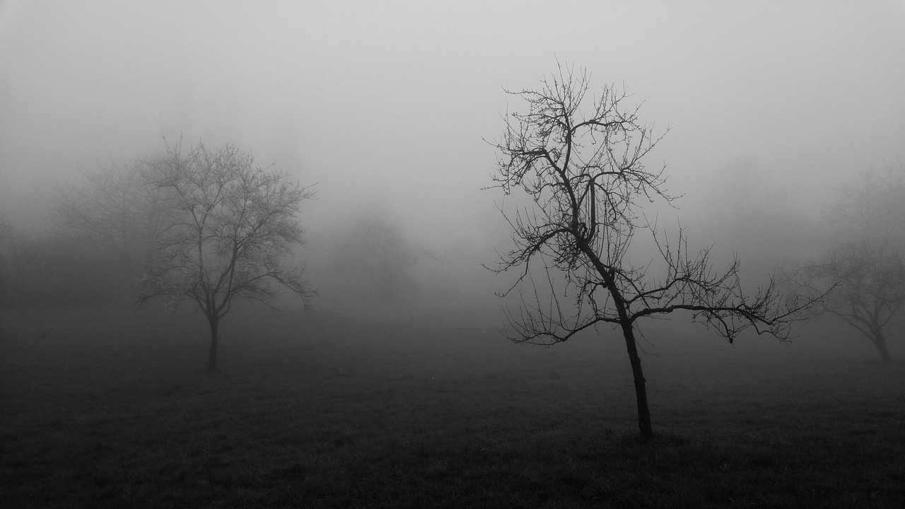 fog  tree  forest free photo