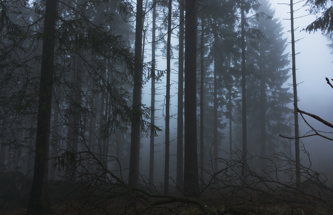 fog  forest  trees free photo