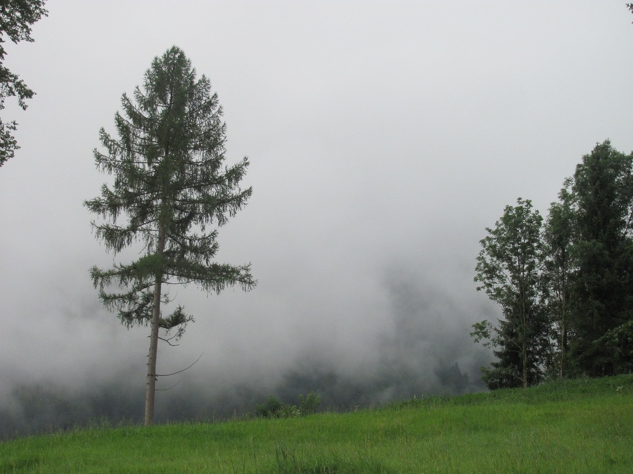 fog critter pine free photo
