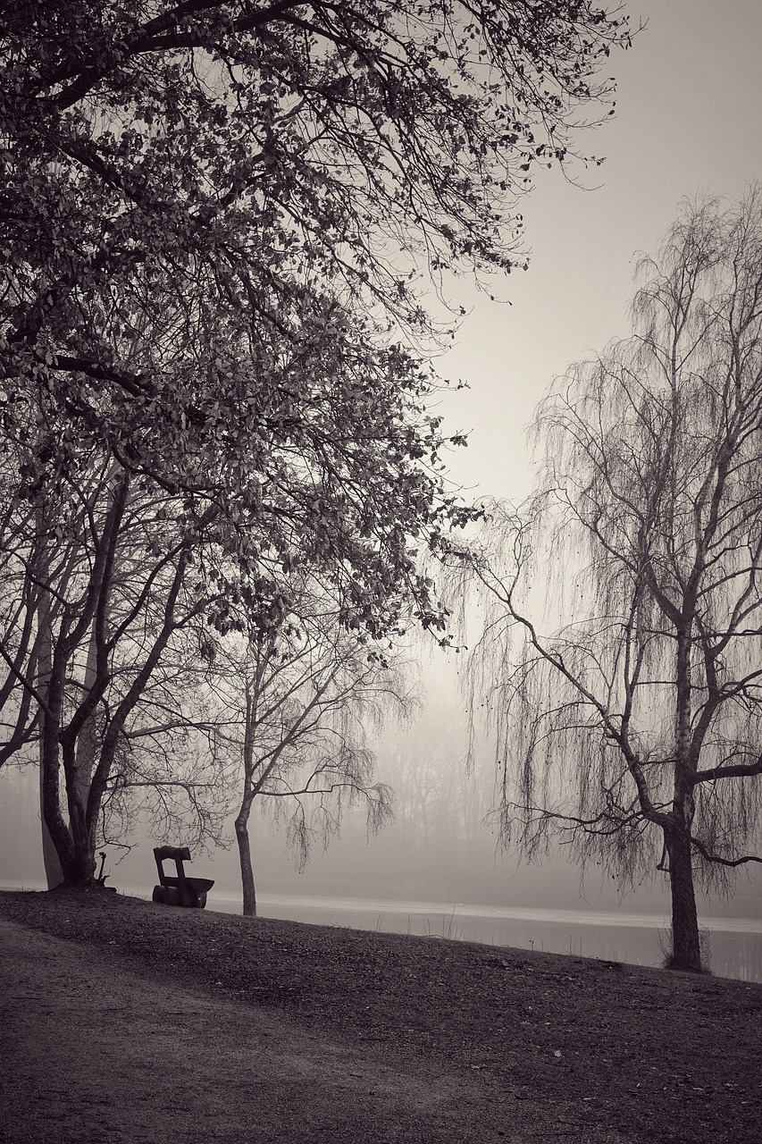 fog  black and white  trees free photo