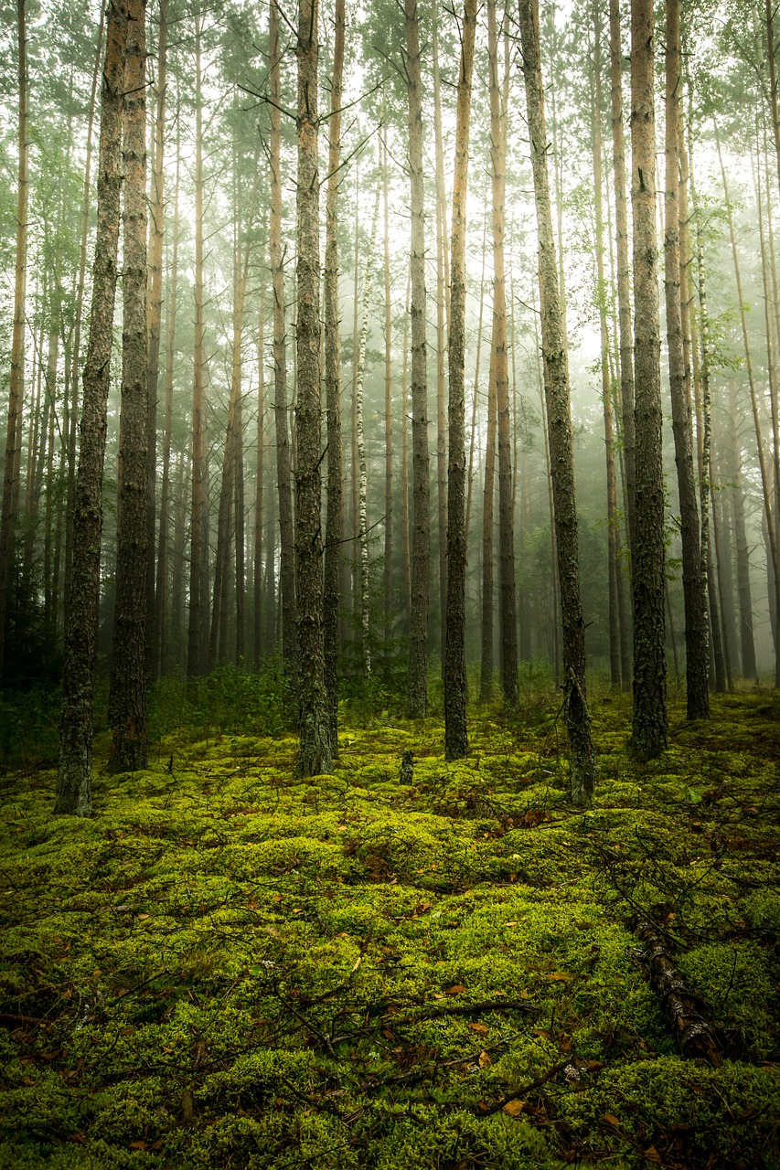 fog  forest  trees free photo