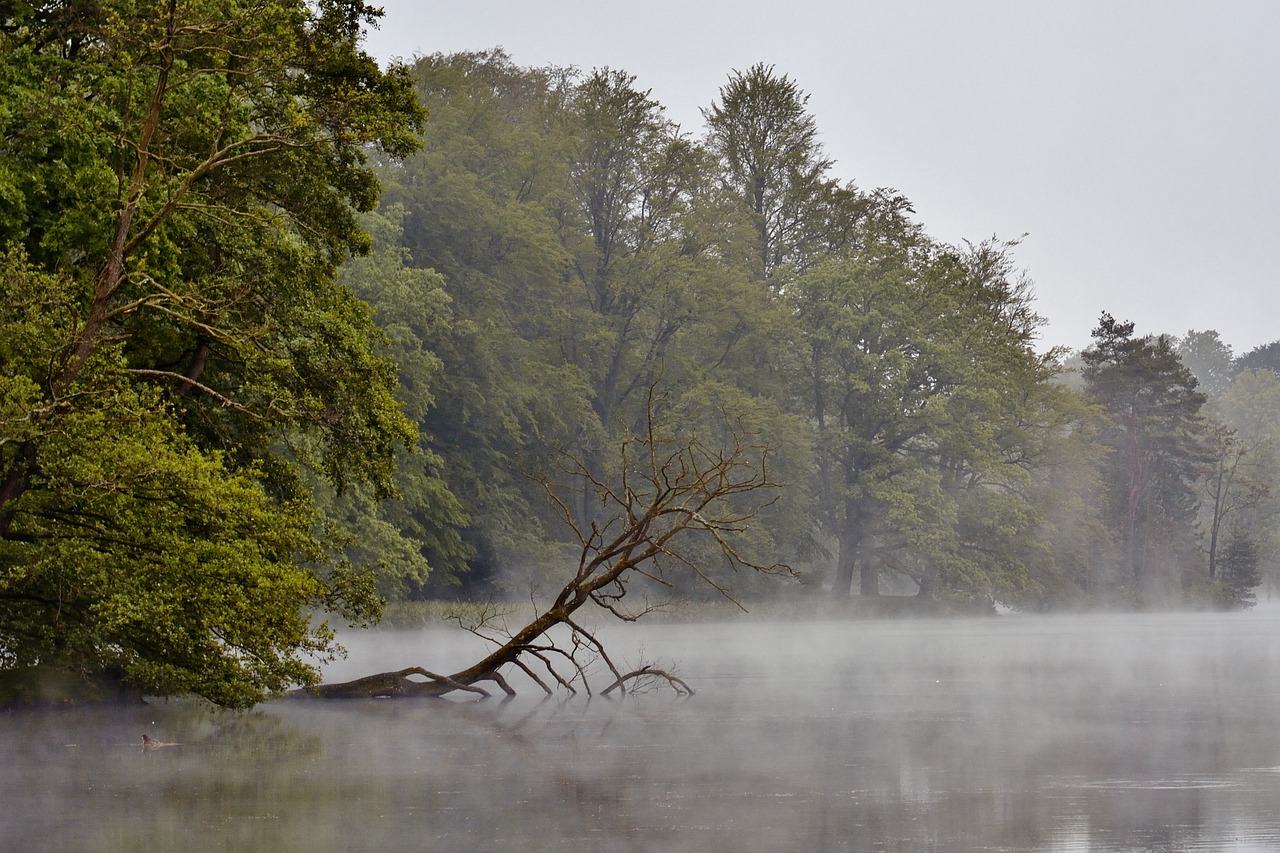 fog  morgenstimmung  park lake free photo