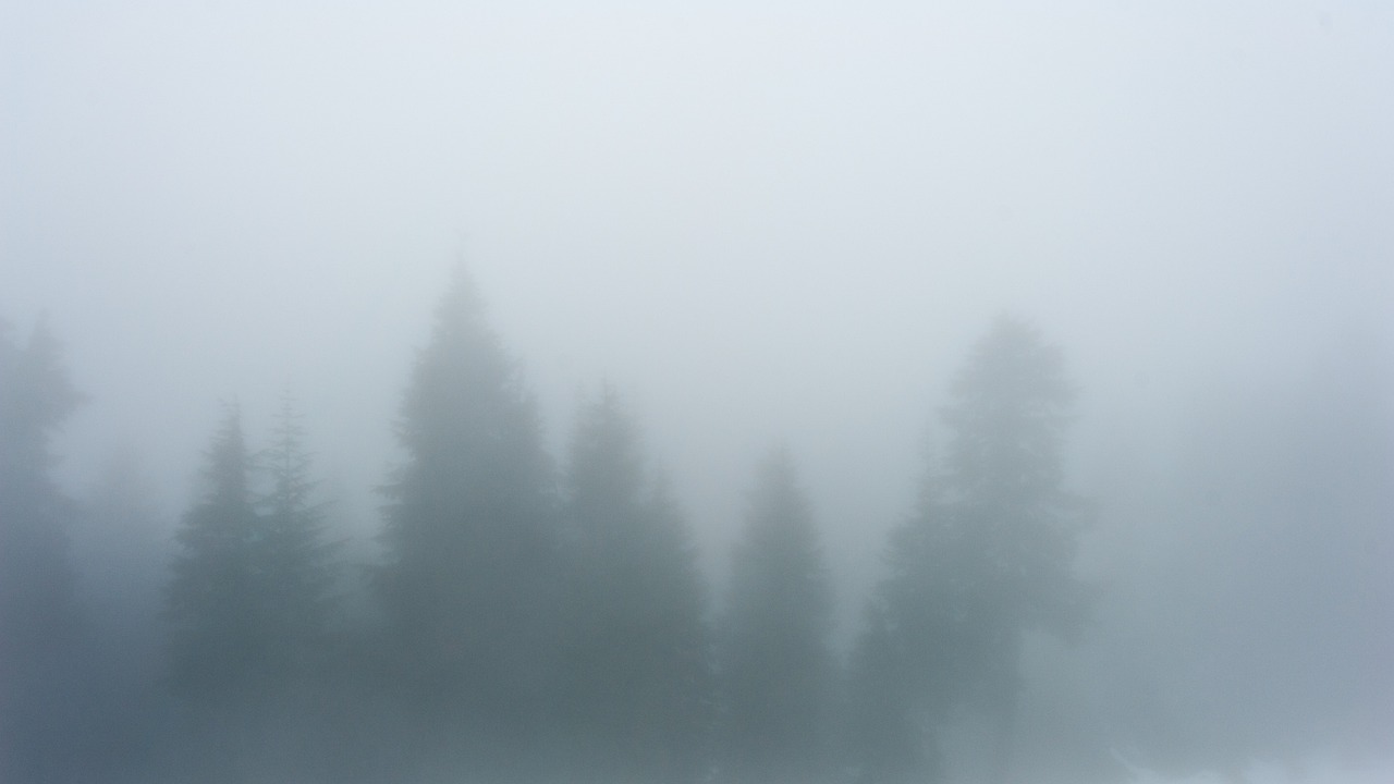 fog  trees  canada free photo