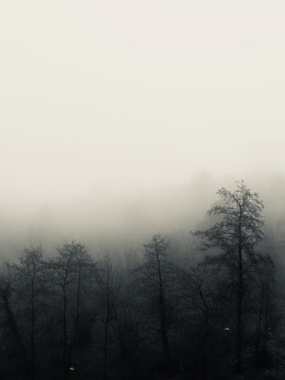 fog  tree  forest free photo